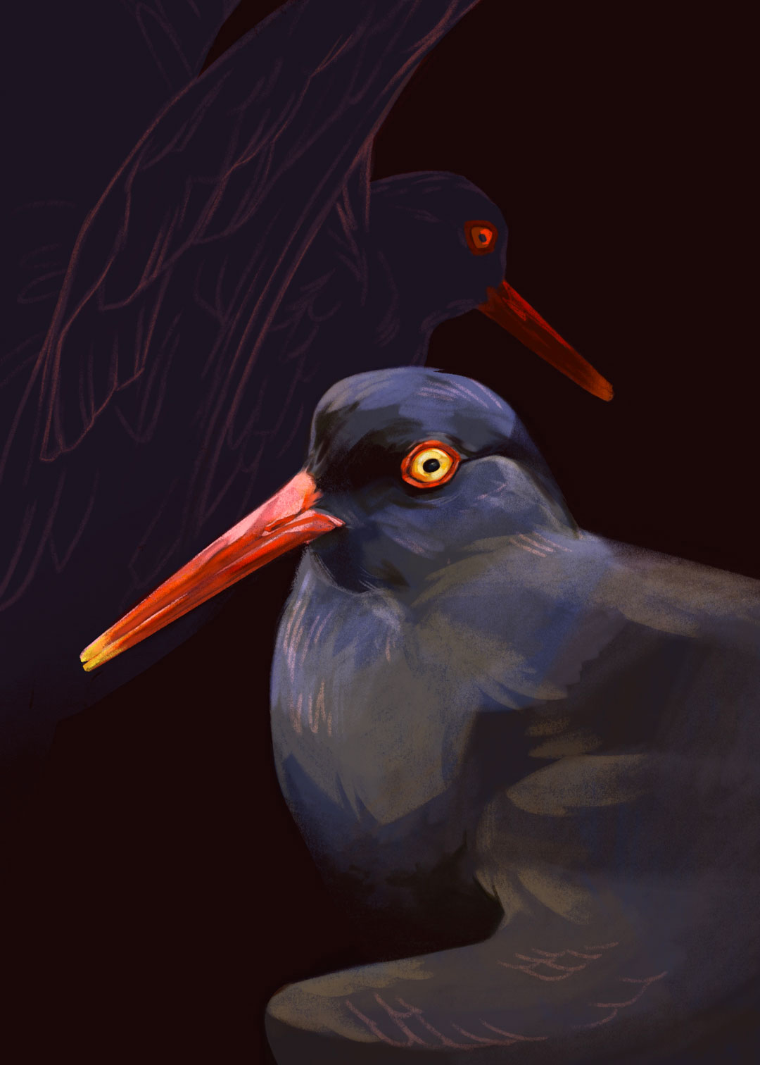 Dark-colored illustration of two oystercatcher birds.